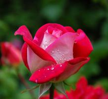 Image Description 2 fr